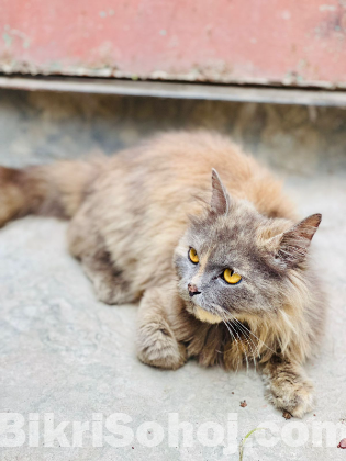 Persian Cat Female